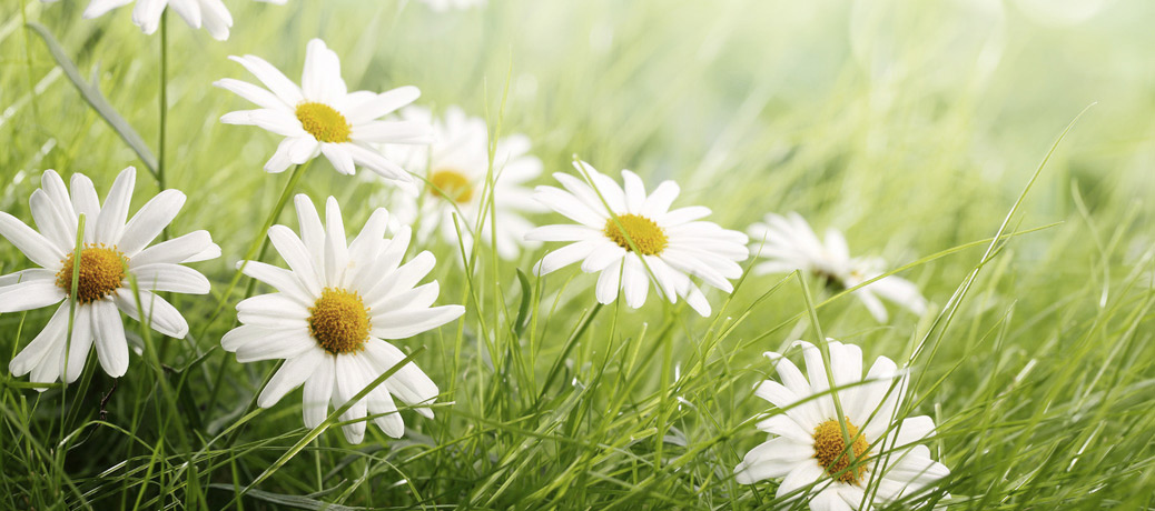 La tua bocca è un giardino, i tuoi denti sono dei fiori